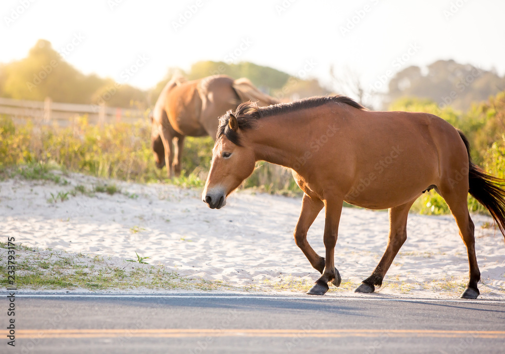 Obraz premium A wild pony (Equus caballus) walking along a road at Assateague Island National Seashore, Maryland
