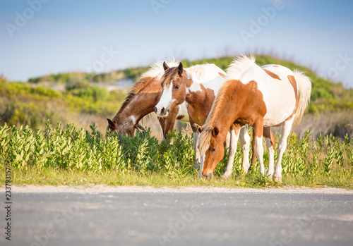 Tela A group of wild pinto ponies (Equus caballus) grazing near a road at Assateague