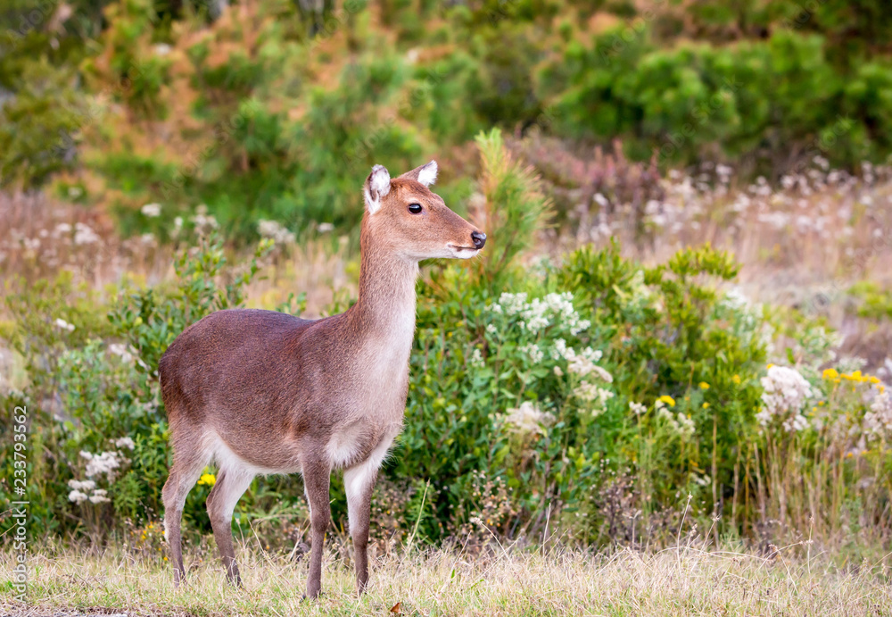 A female Sika Deer (Cervus nippon) at Assateague Island National Seashore, Maryland A female Sika Deer (Cervus nippon) at Assateague Island National Seashore, Maryland