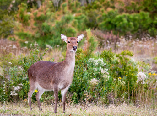 A female Sika Deer (Cervus nippon) at Assateague Island National Seashore, Maryland photo