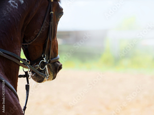 Fototapeta Naklejka Na Ścianę i Meble -  Portrait of dressage horse with the bridle. Detail close-up. Bridled, beautiful dark bay horse at work. Equestrian sport background