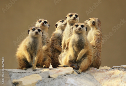 Group of watching surricatas outdoor 