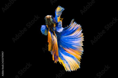 Bild auf Leinwand The moving moment beautiful of siamese betta fish or splendens fighting fish in thailand on black background