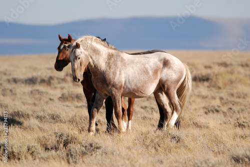Prancing Wild Horse Stallion