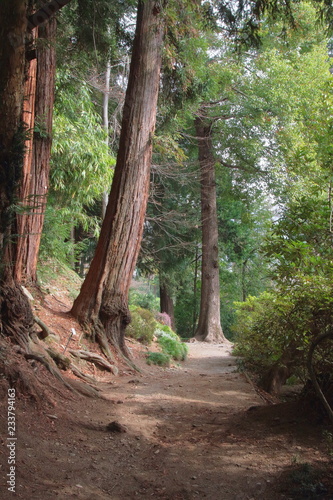 sentiero nel bosco con sequoia, forest path with sequoia