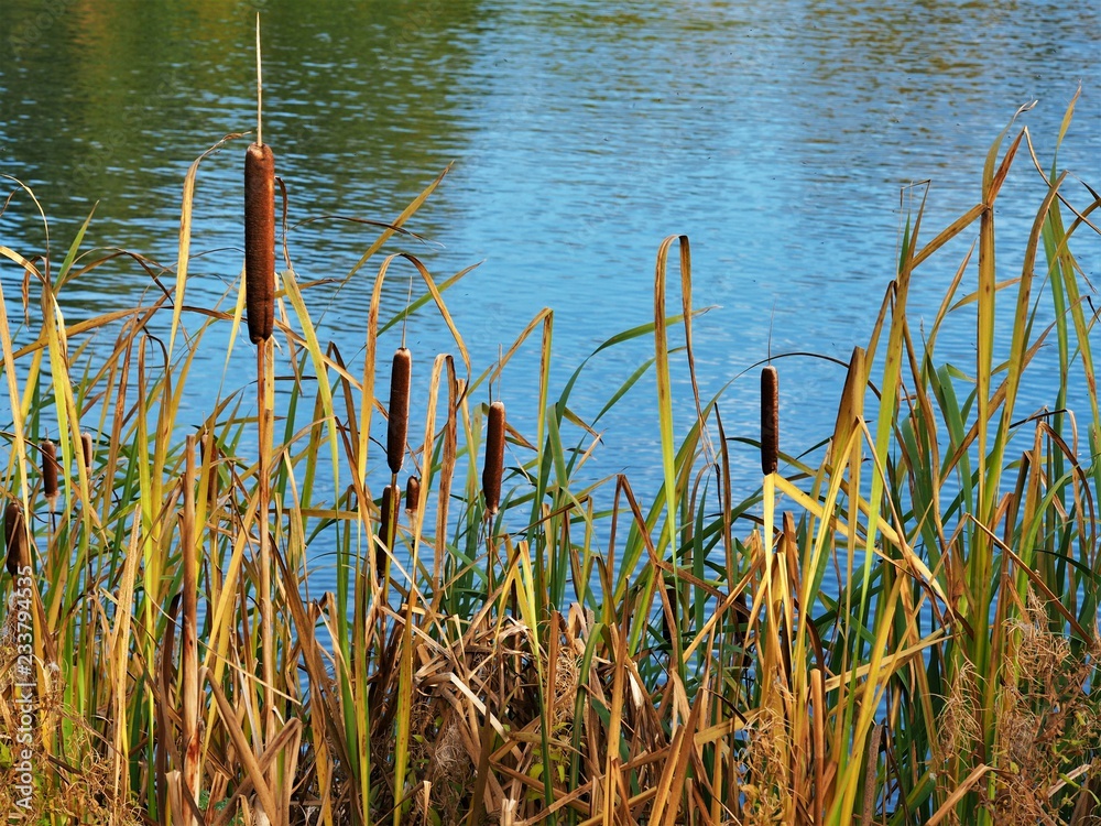 Bulrushes (Typha) at the edge of a pond