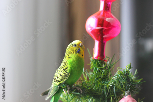 Parrot on a New Year tree