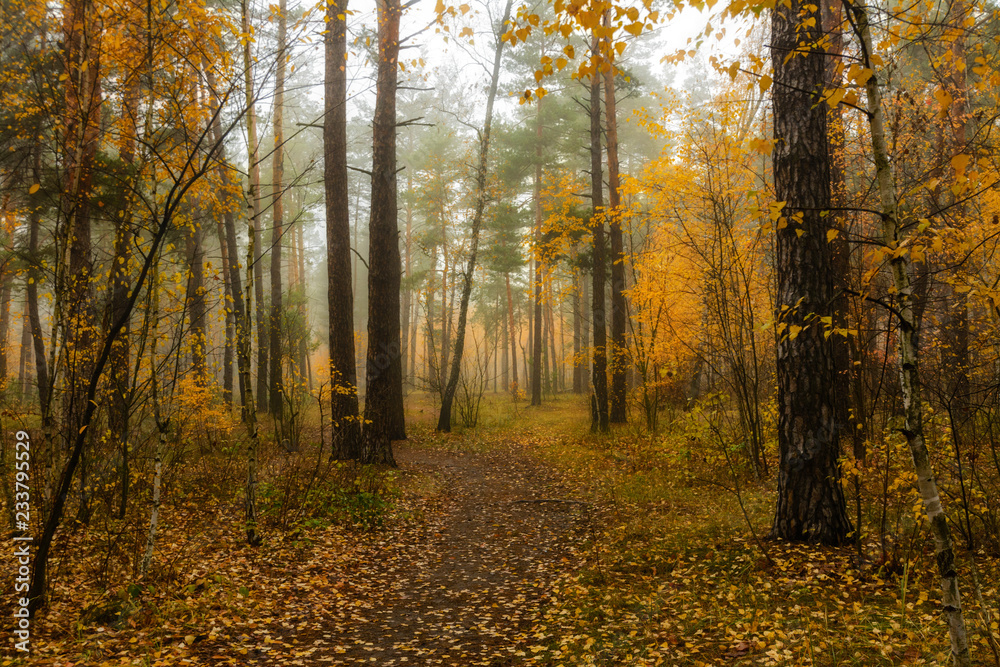 walk in the autumn forest. autumn colors. autumn fogs. melancholy.