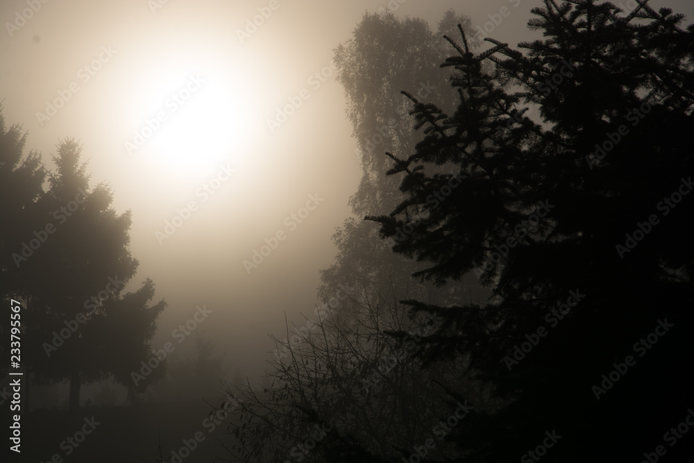 Fototapeta premium Sonne im Nebel