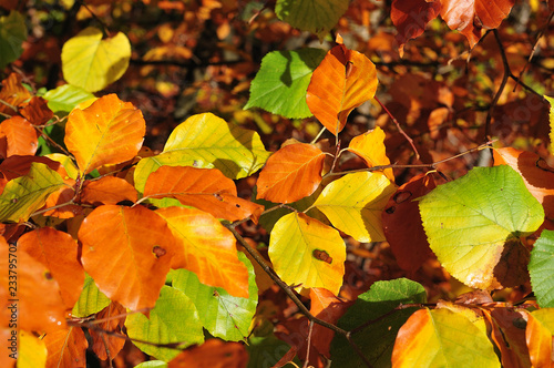close-up of autumn foliage of a beech tree