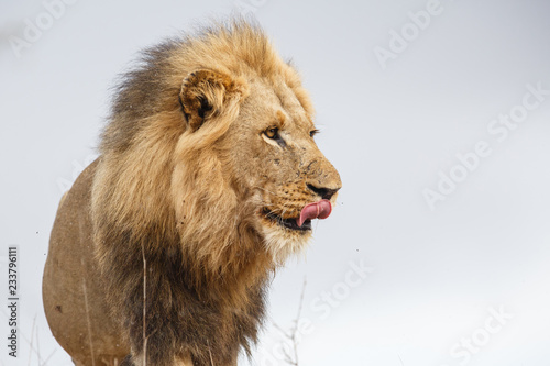Fototapeta Naklejka Na Ścianę i Meble -  Portrait of a dominant male lion in the rain in Kruger National Park in South Africa