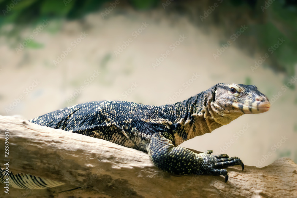 monitor lizard resting on a log on a blurred light background..