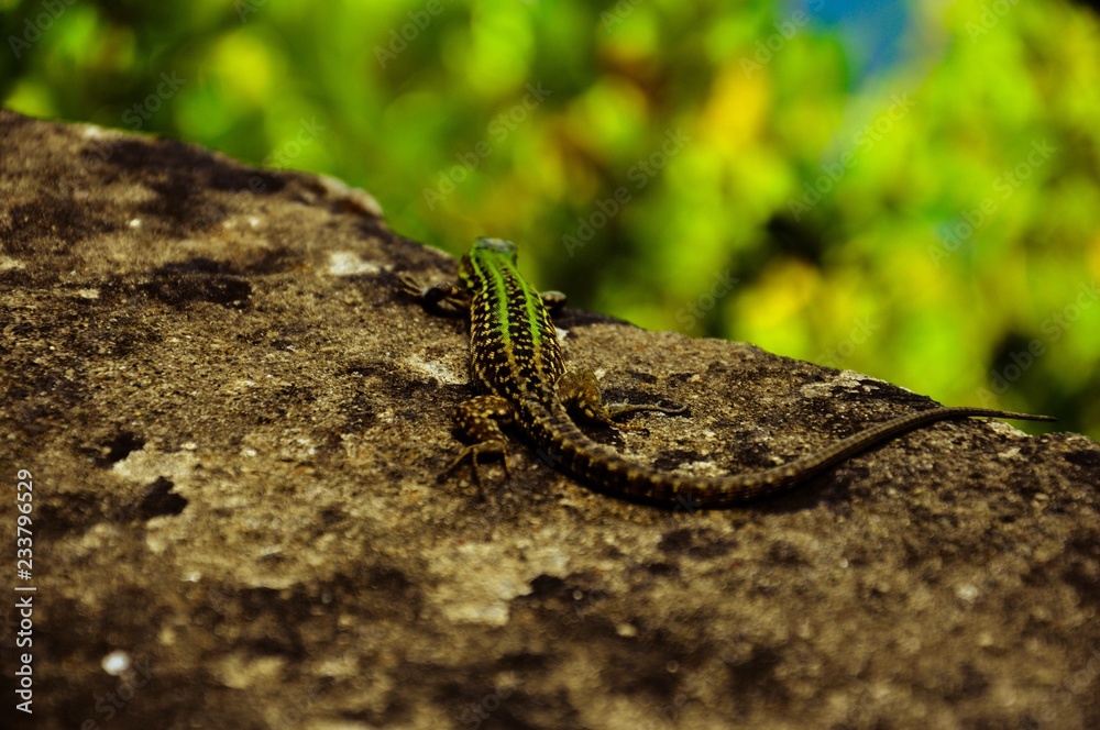 Close up of a green brown lizard stand with the back on a stone Close up of a green brown lizard stand with the back on a stone