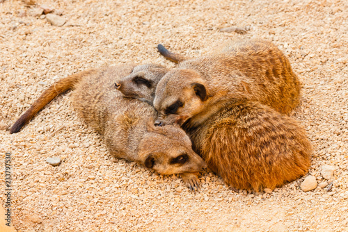 Fotografie, Obraz three meerkats from kalahari/ three meerkats from kalahari while they are sleep