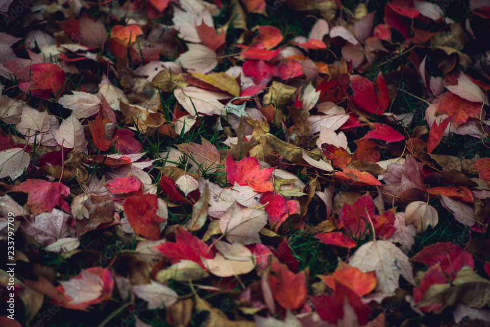 Colorful vibrant autumn leaves background Colorful vibrant autumn leaves background