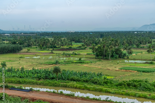 coconut trees plantation at greenery field with small streamlet near by village Unconstructed road with mountain white cloud sky background.