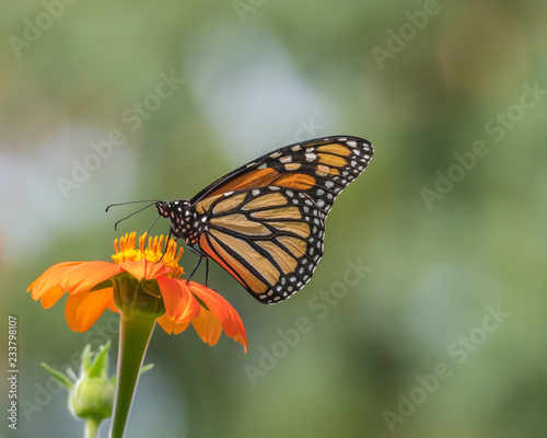 Monarch butterfly with closed wings feeding on an orange Mexican sunflower against a soft and hazy background in a flower garden in Minnesota, USA, during the migration south. © travelgalcindy