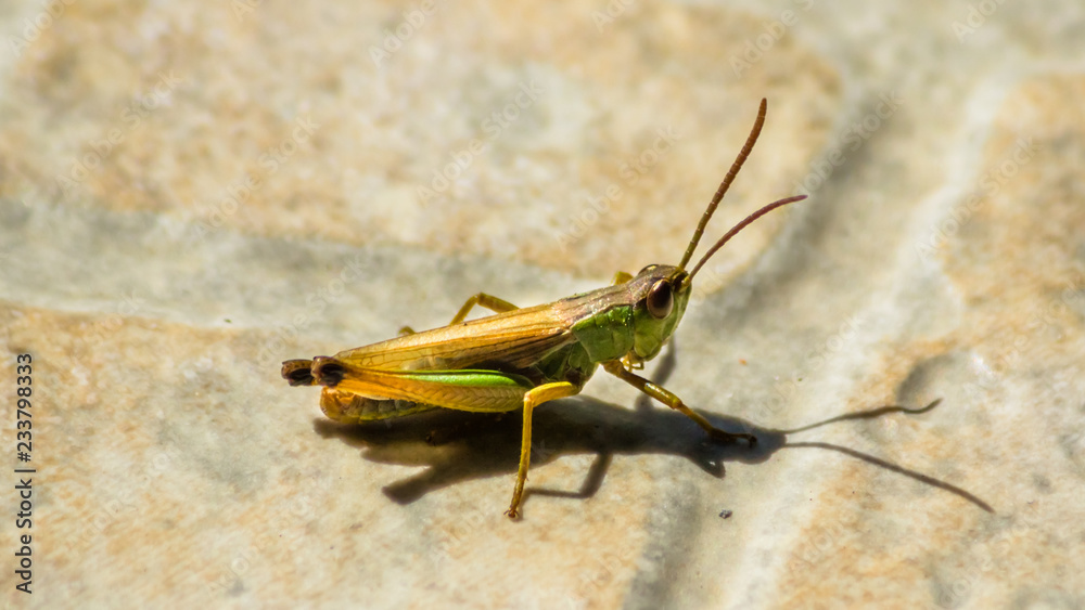 Macro of grasshopper Macro of grasshopper