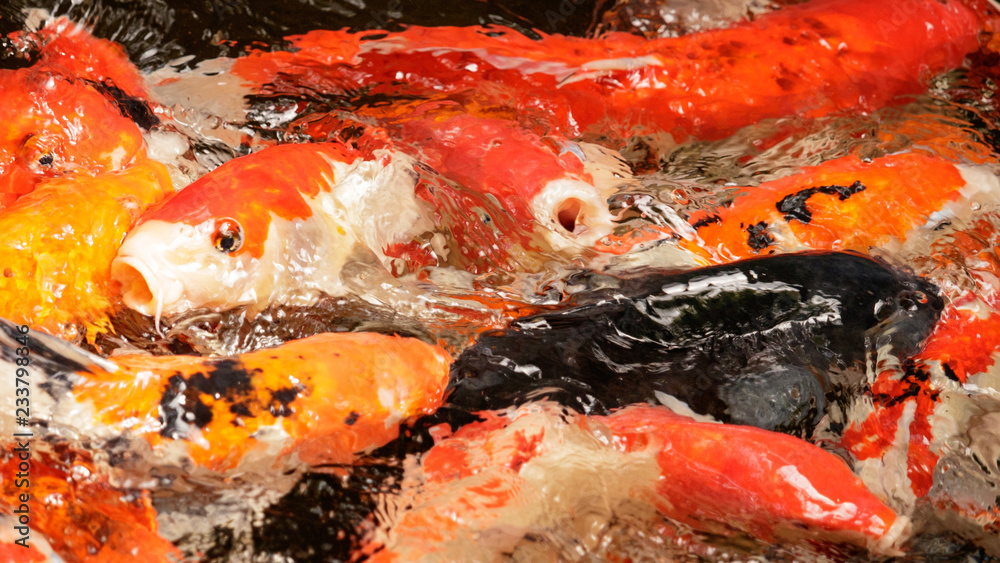 Koi Carp feeding frenzy in Asia Koi Carp feeding frenzy in Asia