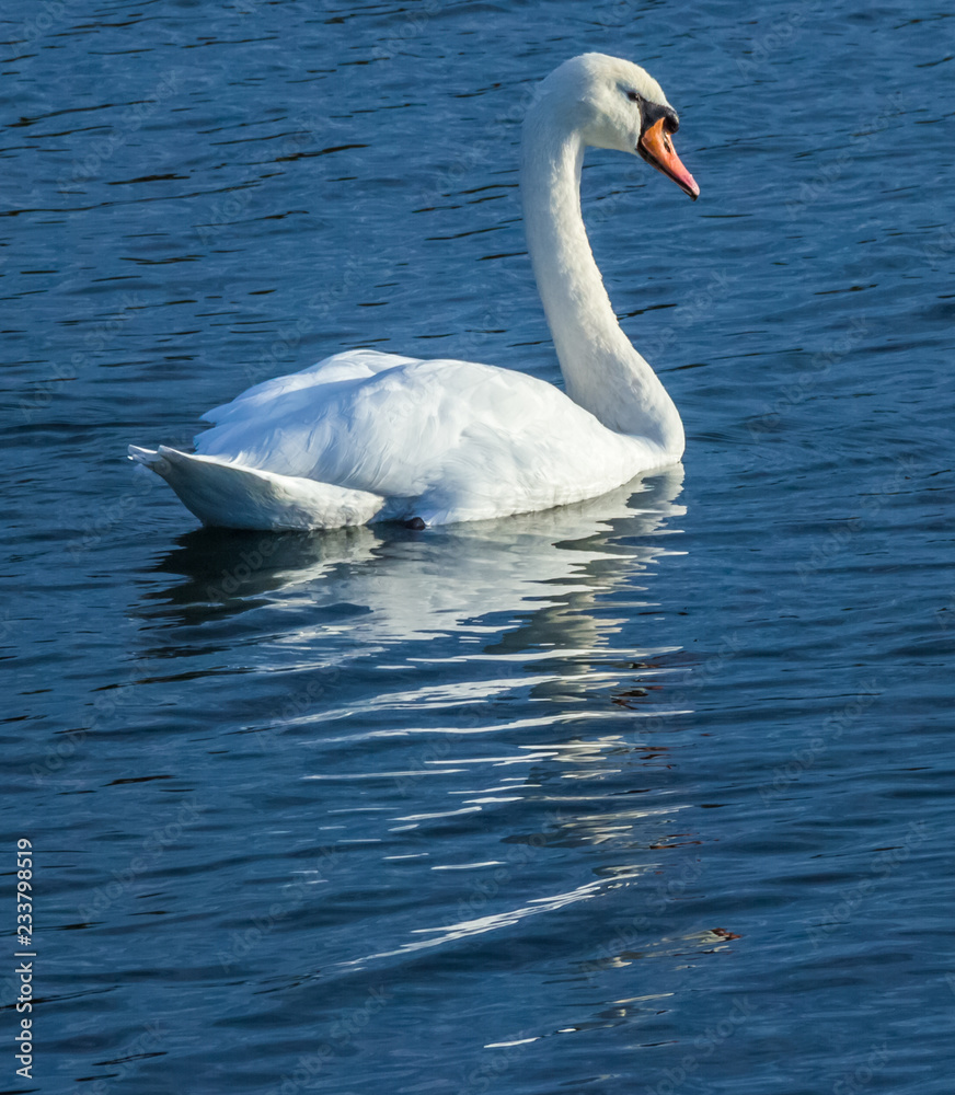 Swan swimming with reflections Swan swimming with reflections