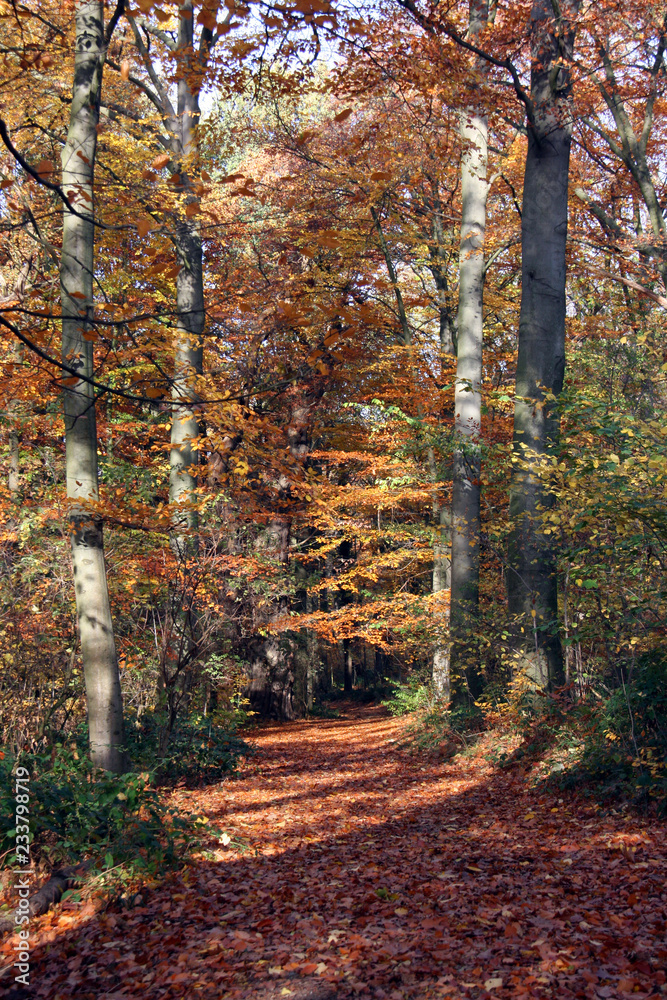 Obraz premium Un chemin de feuilles