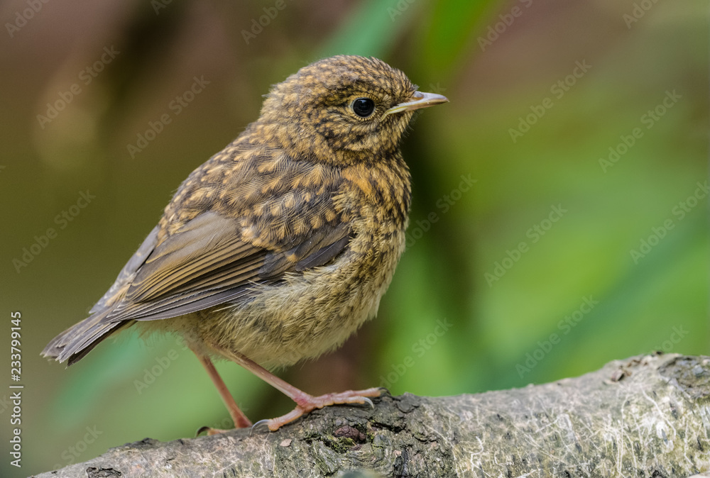 Fototapeta premium Baby Robin