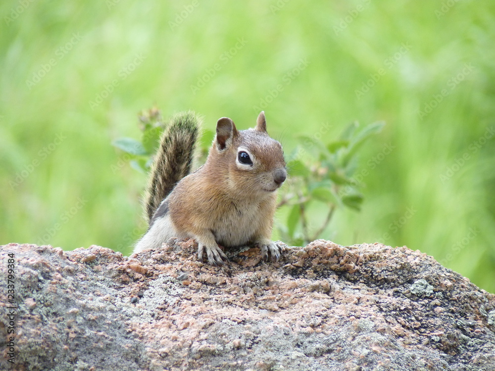 Golden-mantled Ground Squirrel, Lily Lake, Colorado, USA Golden-mantled Ground Squirrel, Lily Lake, Colorado, USA
