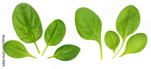 Corn salad leaves, isolated on a white background