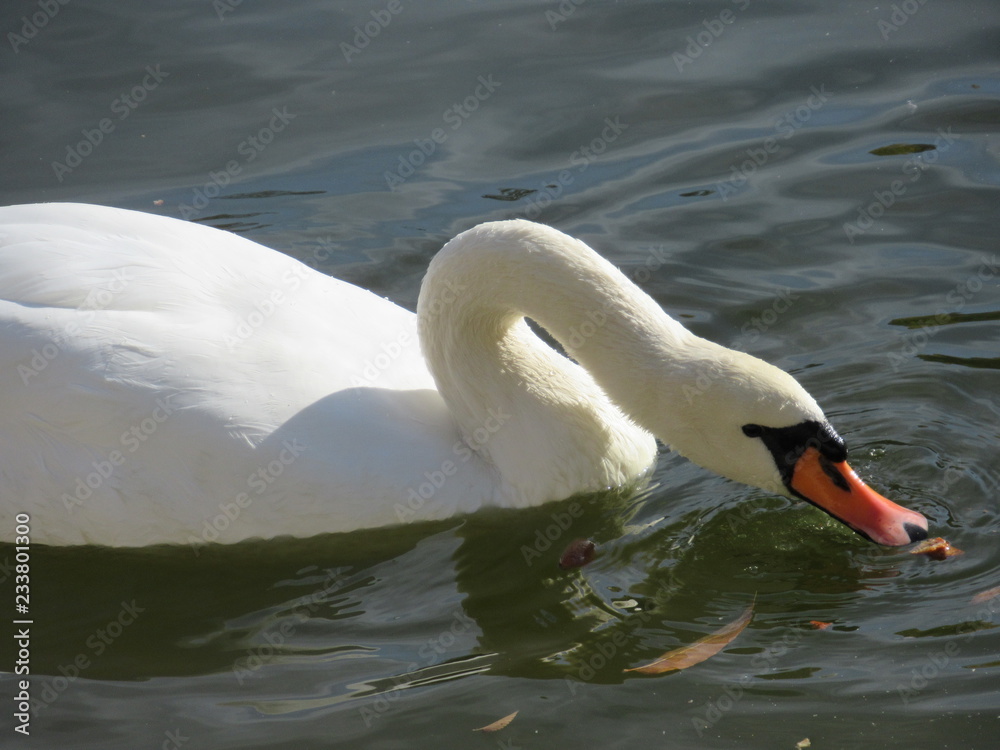 Obraz premium White Swan