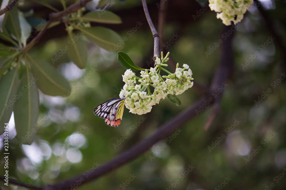 Beautiful Indian Jezebel Butterfly sitting on the flower plant in its natural habitat with a nice soft bluryy green background Beautiful Indian Jezebel Butterfly sitting on the flower plant in its natural habitat with a nice soft bluryy green background