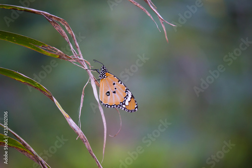 Beautiful Plain Tiger butterfly sitting on the flower plant with a nice soft background in its natural habitat