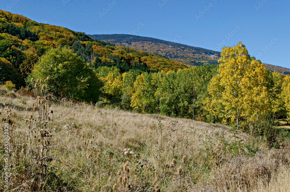 Colorful autumn landscape of yellow autumnal trees, coniferous and deciduous forest with glade in the Vitosha mountain, Bulgaria 