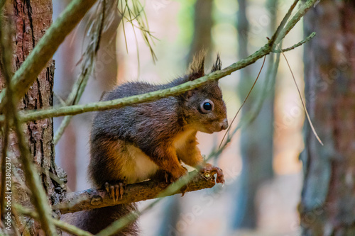 Red Squirrel in the pine forest