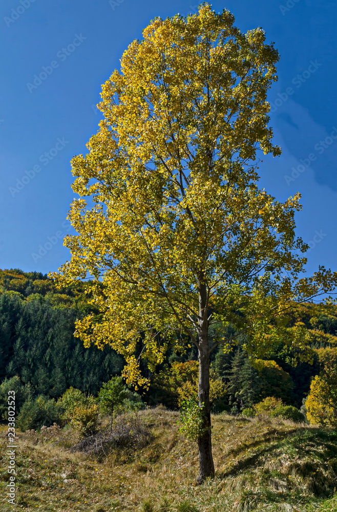 Fototapeta premium Colorful autumn landscape of yellow autumnal tree close up, coniferous and deciduous forest with glade in the Vitosha mountain, Bulgaria 