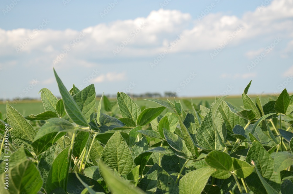 Soybean Field Soybean Field