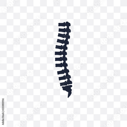 Spine Bone transparent icon. Spine Bone symbol design from Human Body Parts collection. Simple element vector illustration. Can be used in web and mobile.