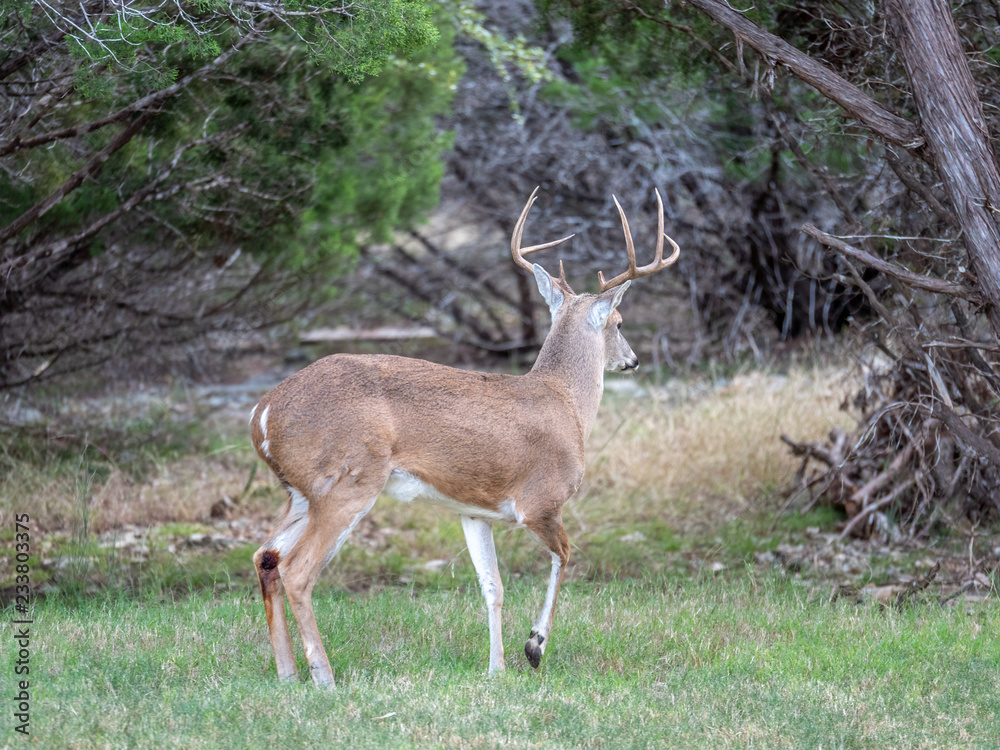 Obraz premium Large Buck Walking Away into the Dense Forest at Daytime