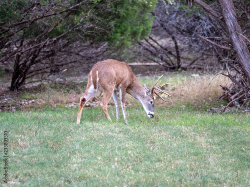 Young Buck Eating Green Grass Next To Cedar Tree photo