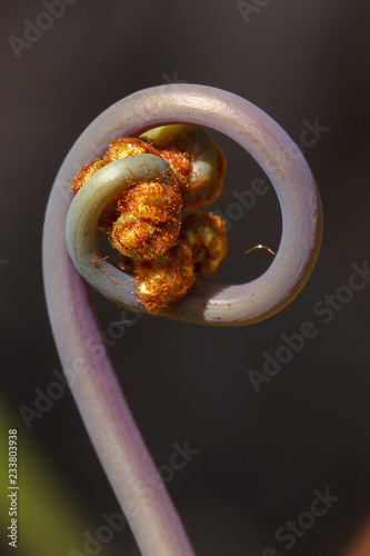 Uluhe fern stem photo