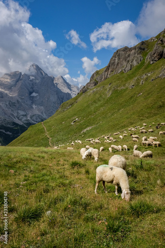 Grazing sheep in front of the mighty Marmolada mountain in the Dolomites in Italy