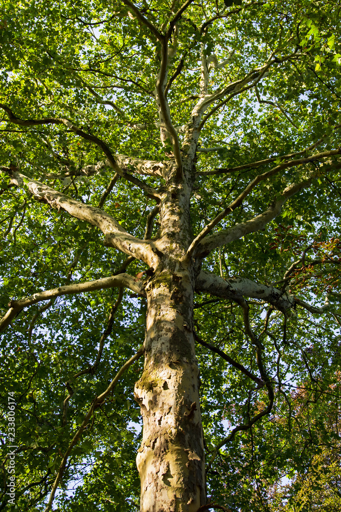 Fototapeta premium Large platanus tree.