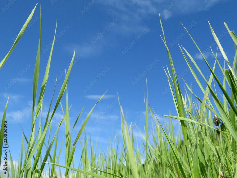 Fresh green grass on blue sky background, close-up. Green nature, snail on the blade of grass