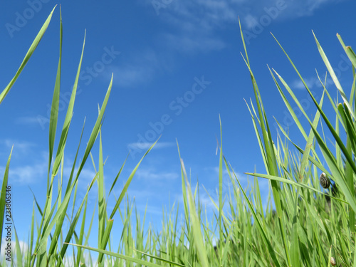 Fresh green grass on blue sky background, close-up. Green nature, snail on the blade of grass