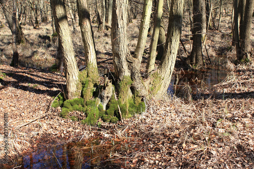 Ostseebad Zingst, Osterwald photo