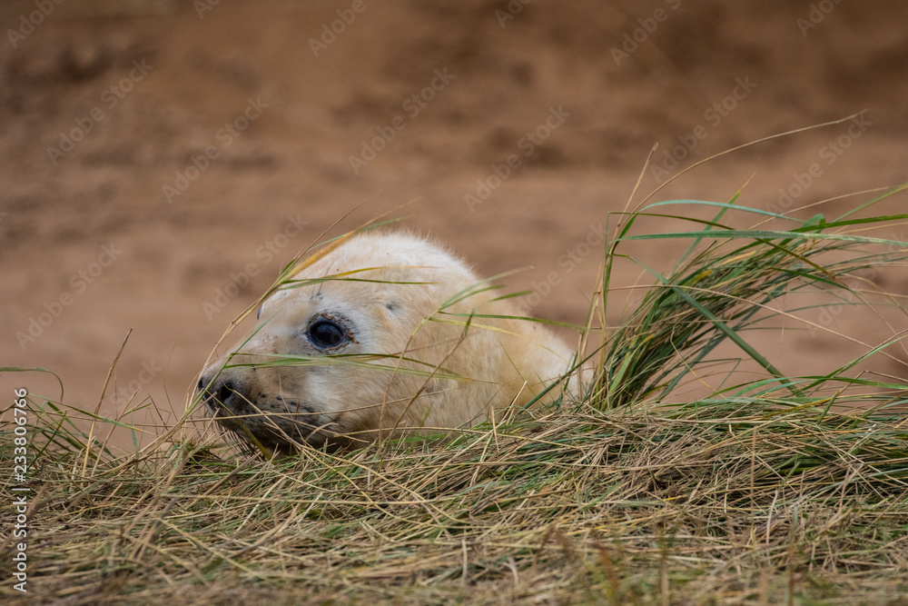 Fototapeta premium Grey Seal Pup on a beach