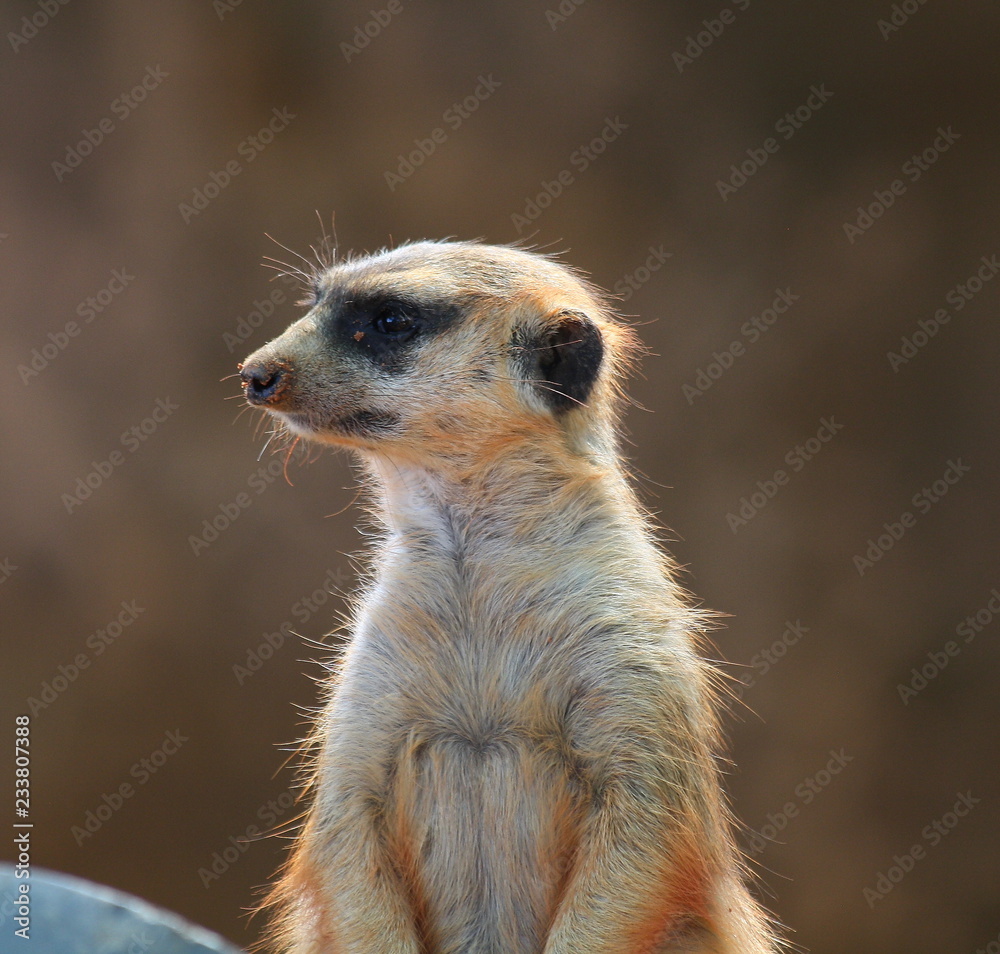 Meerkat Meerkat