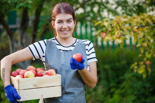 Photo of smiling girl gardener with harvest of apples in wooden box in garden © Sergey