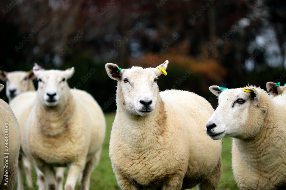 English sheep in a grass field English sheep in a grass field