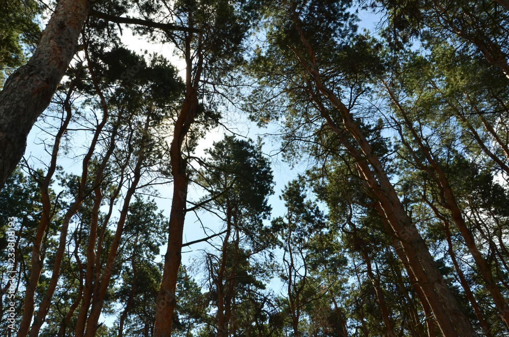 Fototapeta premium trees and sky