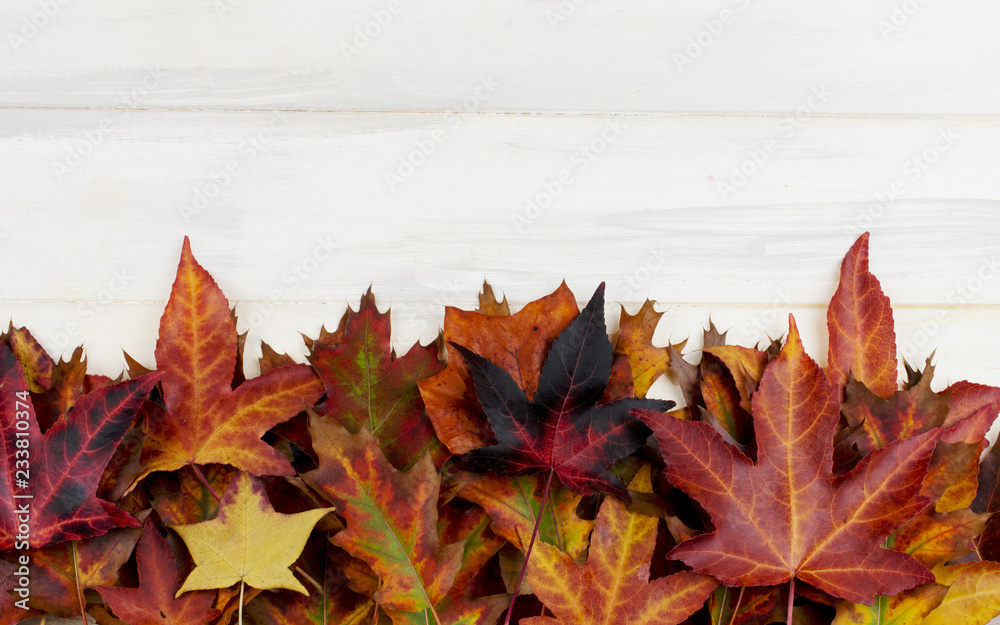 Obraz premium AUTUMN BACKGROUND. FRAME OF COLORFUL FALL LEAVES ON WHITE WOODEN DESK.
